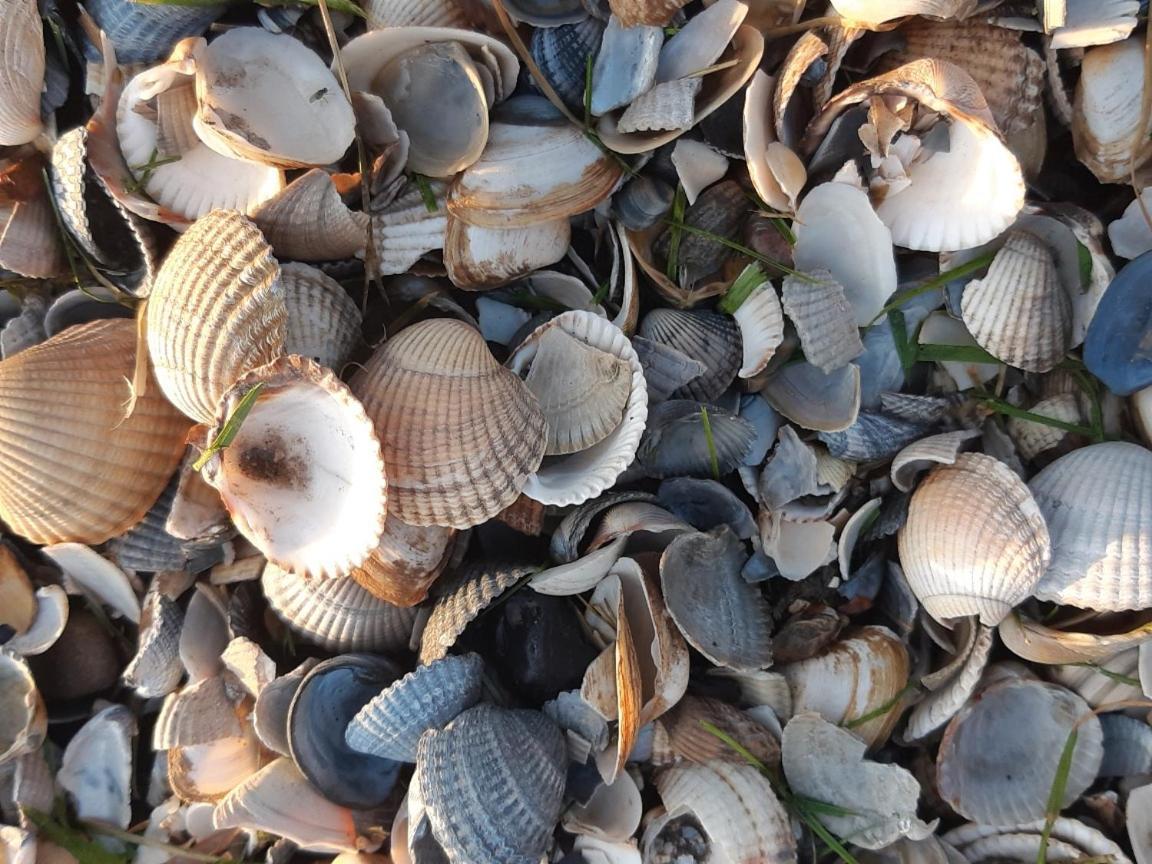 Vila Waddenfestijn Paesens Exteriér fotografie